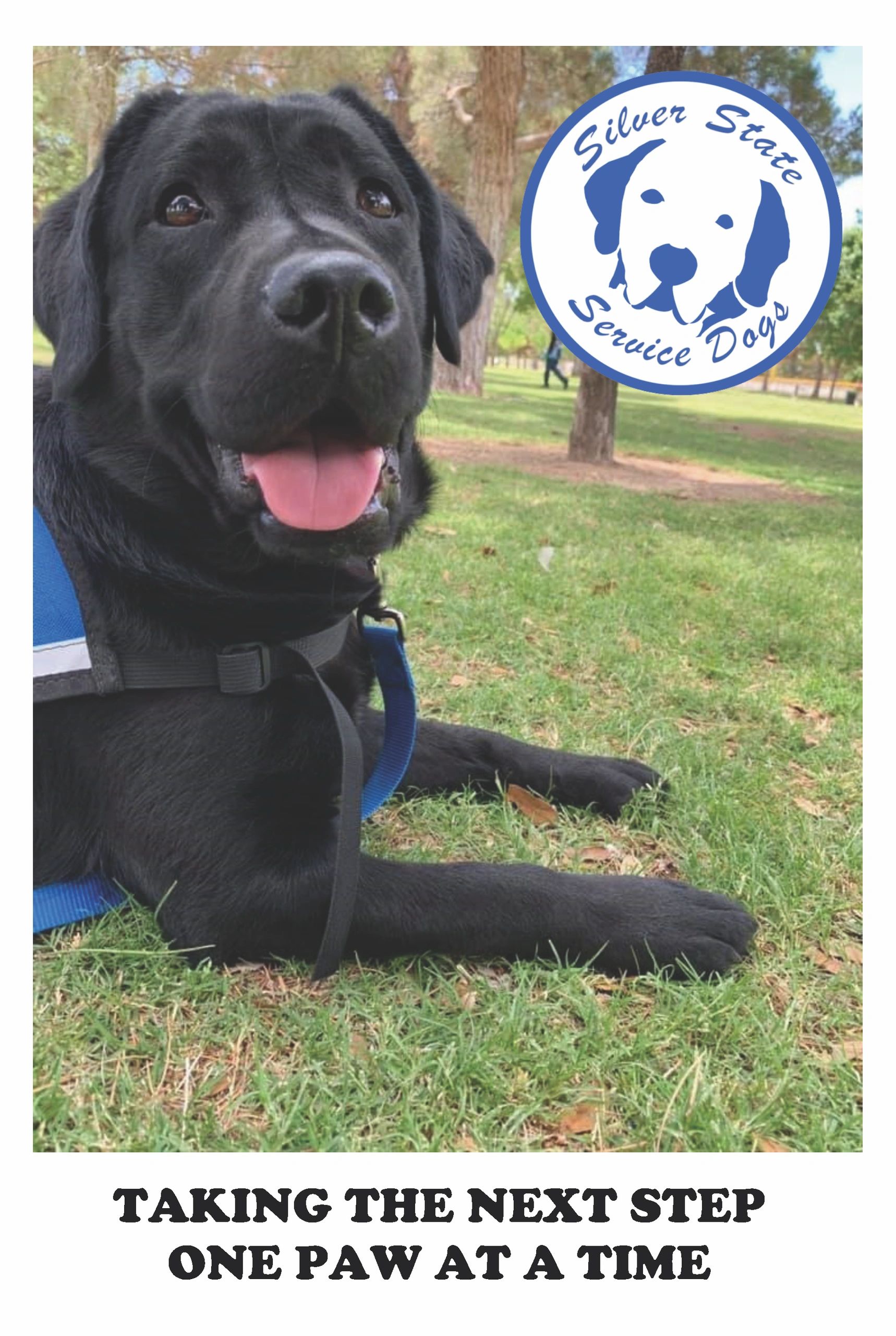 Steps to getting a service dog top
